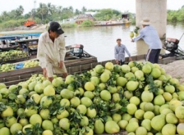 Kỹ Thuật Xử Lý Và Bảo Quản Một Số Trái Cây